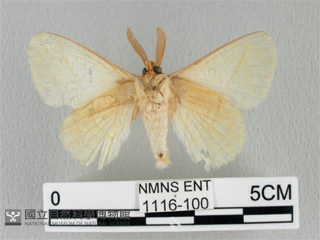 青枯葉蛾藏品圖，第2張