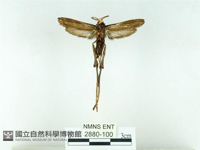 長腳大織蛾藏品圖，第2張