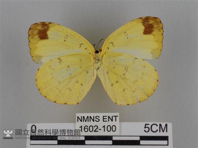 亮色黃蝶藏品圖，第2張