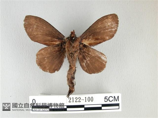 黃斑枯葉蛾藏品圖，第2張