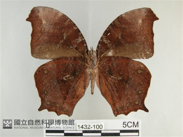 森林暮眼蝶、黑樹蔭蝶藏品圖，第2張