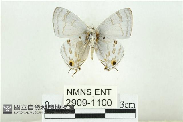 蘭灰蝶藏品圖，第2張