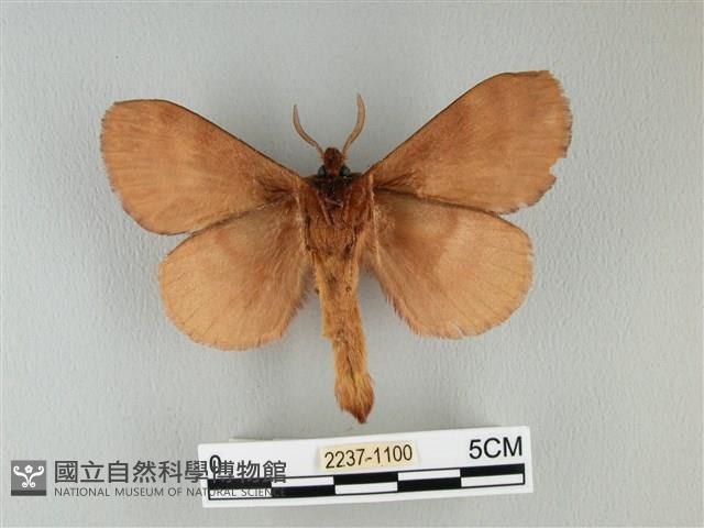 波紋枯葉蛾藏品圖，第2張