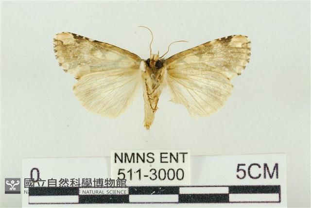 連珠波紋蛾藏品圖，第2張