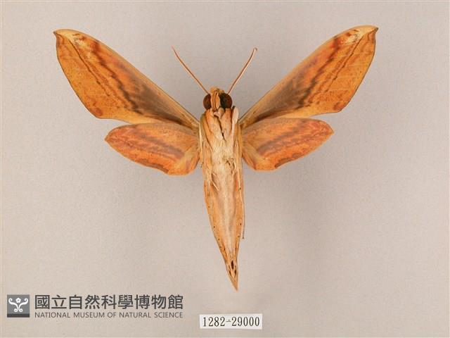 綠背斜紋天蛾藏品圖，第2張