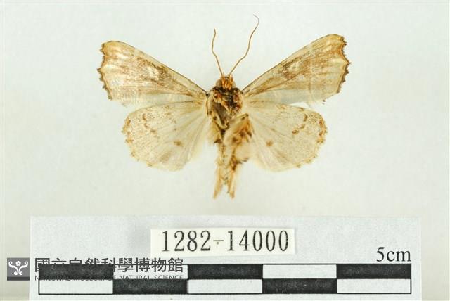 紅暈散紋夜蛾藏品圖，第2張