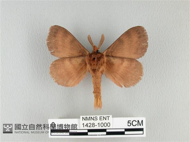 波紋枯葉蛾藏品圖，第2張