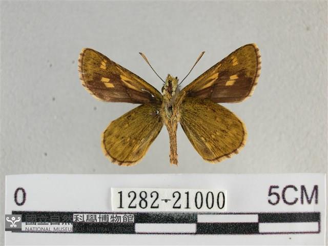 黃星弄蝶藏品圖，第2張