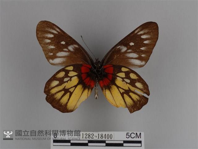 豔粉蝶藏品圖，第2張