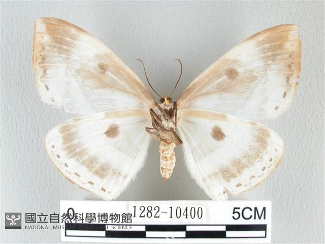 圓翅大鉤蛾藏品圖，第2張