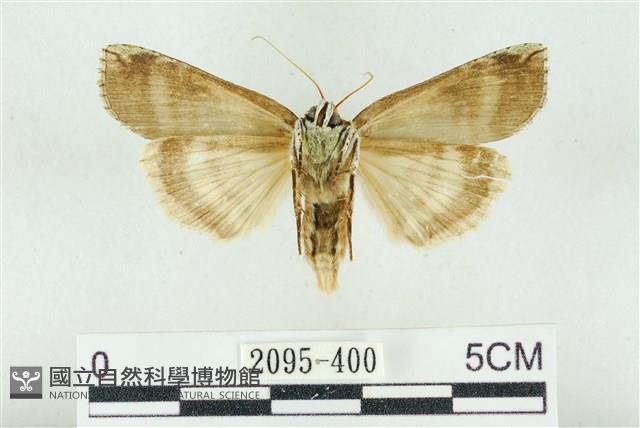 臺洒波紋蛾藏品圖，第2張
