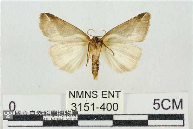 素木氏美波紋蛾藏品圖，第2張