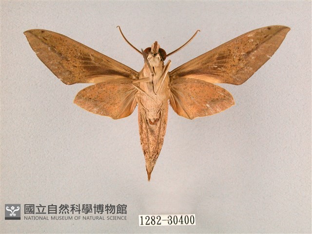背帶斜紋天蛾藏品圖，第2張