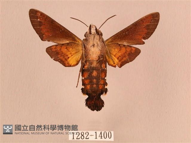 叉帶長喙天蛾藏品圖，第2張