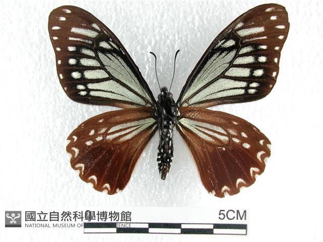 斑鳳蝶藏品圖，第2張