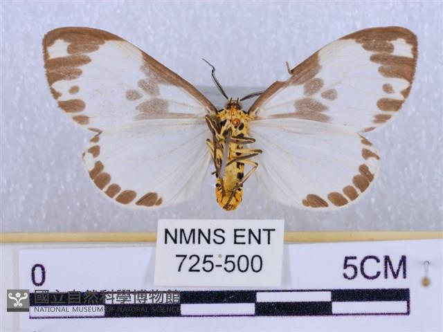 後凸蝶燈蛾藏品圖，第2張