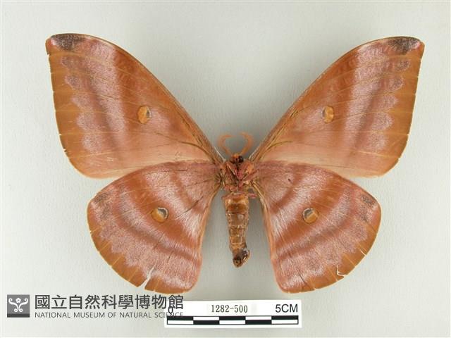 紅目天蠶蛾藏品圖，第2張
