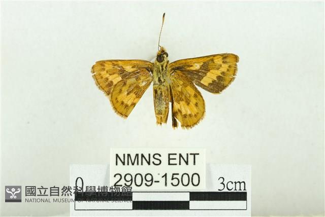 黃斑弄蝶藏品圖，第2張
