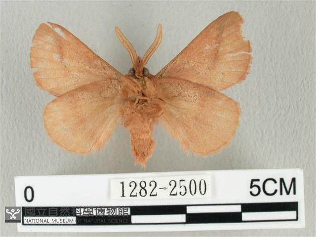 褐斜帶枯葉蛾藏品圖，第2張