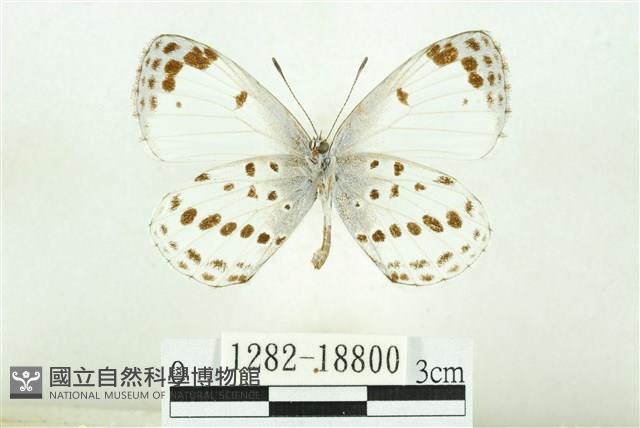 白雀斑灰蝶藏品圖，第2張