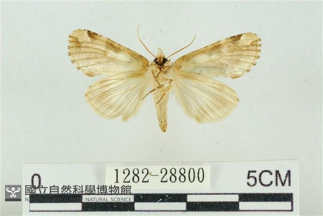 連珠波紋蛾藏品圖，第2張