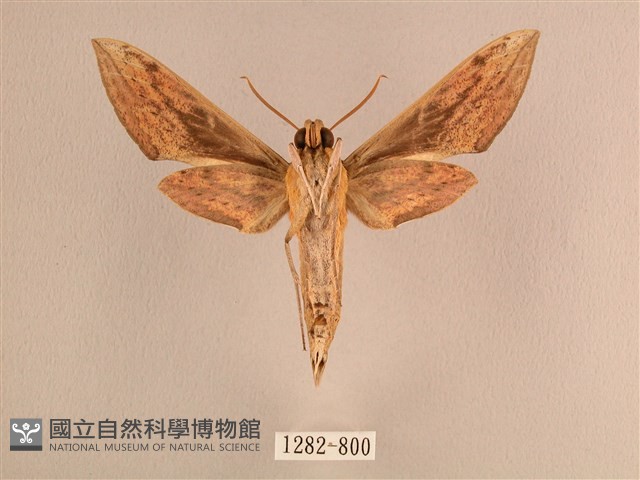 背線天蛾藏品圖，第2張