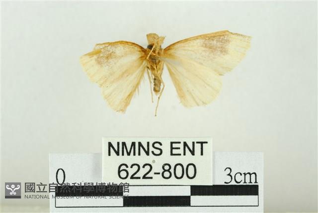 寬紋黃毒蛾藏品圖，第2張