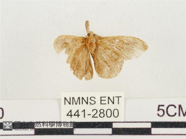 小白紋毒蛾藏品圖，第2張