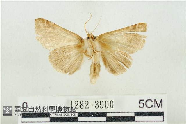 寬帶波紋蛾藏品圖，第2張