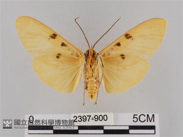 橙擬燈蛾藏品圖，第2張