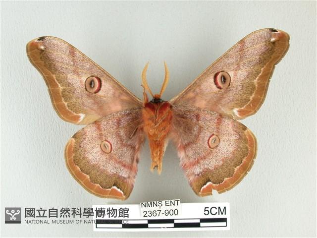 綠目天蠶蛾藏品圖，第2張