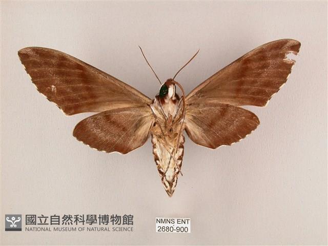 粗斜紋天蛾藏品圖，第2張