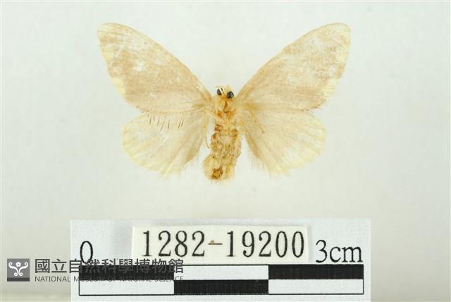 黑翅黃毒蛾藏品圖，第2張