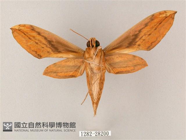 綠背斜紋天蛾藏品圖，第2張