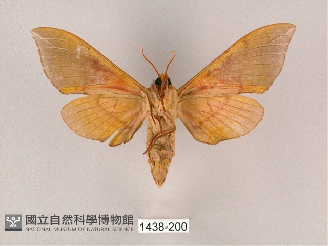 榆綠天蛾藏品圖，第2張