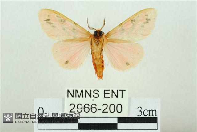 三條橙燈蛾藏品圖，第2張