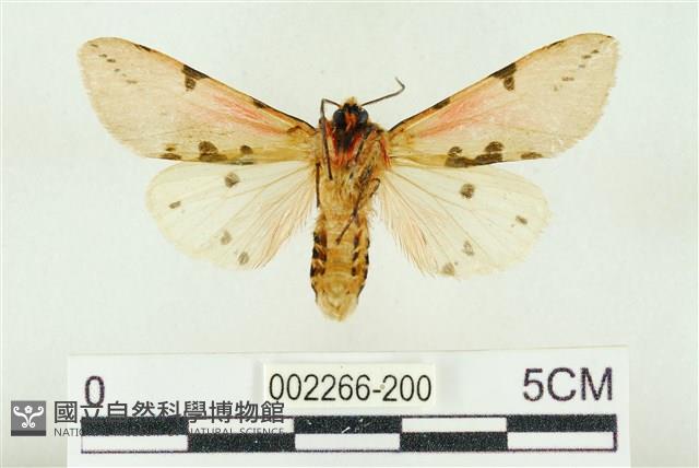 棍棒污燈蛾藏品圖，第2張