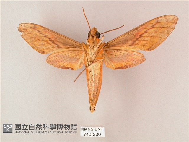 綠背斜紋天蛾藏品圖，第2張