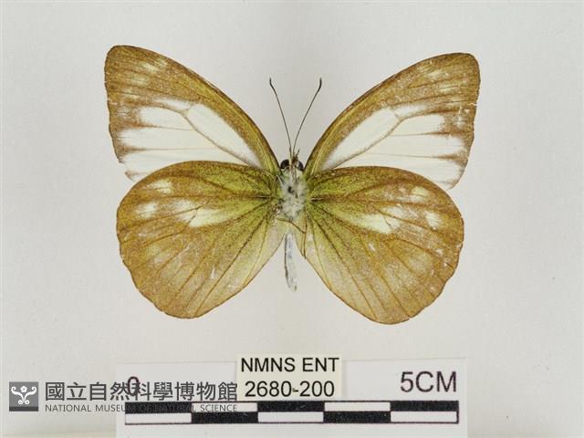 淡褐脈粉蝶藏品圖，第2張