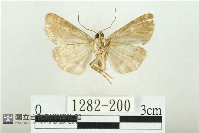 白斑散紋夜蛾藏品圖，第2張