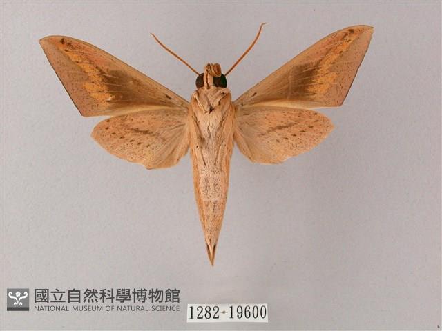 直翅斜紋天蛾藏品圖，第2張