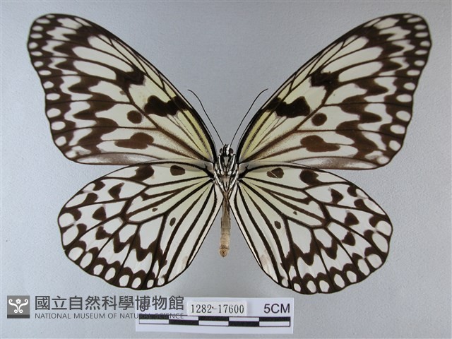 大白斑蝶藏品圖，第2張