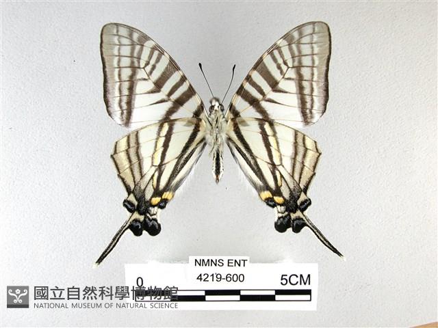 劍鳳蝶藏品圖，第2張