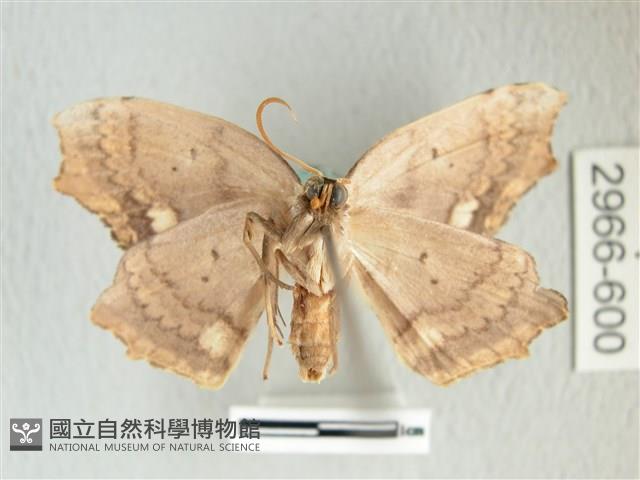 凹角鉤蛾藏品圖，第2張