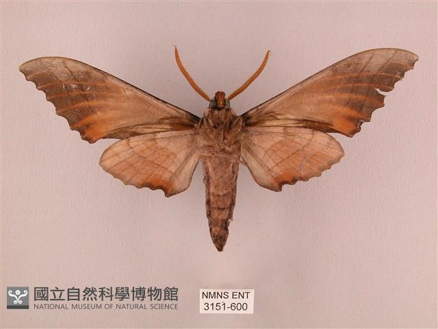 栗六點天蛾藏品圖，第2張