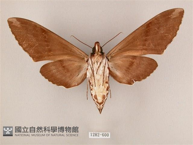 粗斜紋天蛾藏品圖，第2張