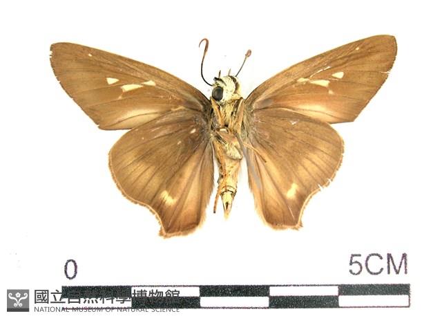 長翅弄蝶藏品圖，第2張