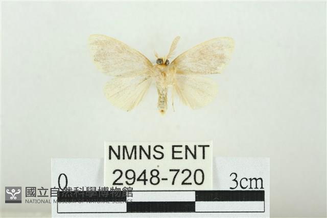 黑翅黃毒蛾藏品圖，第2張