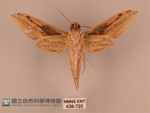 棕綠背線天蛾藏品圖，第2張