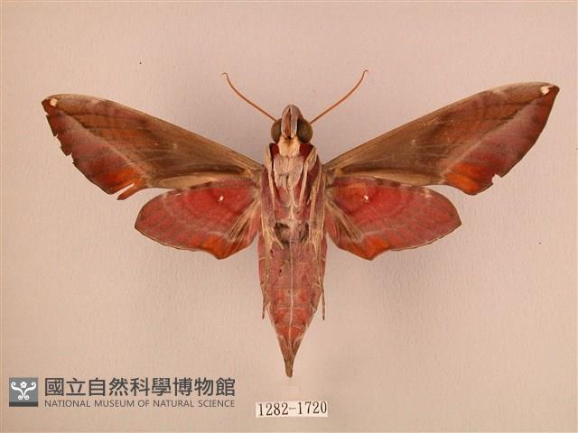 暗綠白腰天蛾藏品圖，第2張